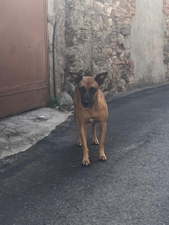 SOS stallo adozione Coby splendido cagnolino di 13 kg