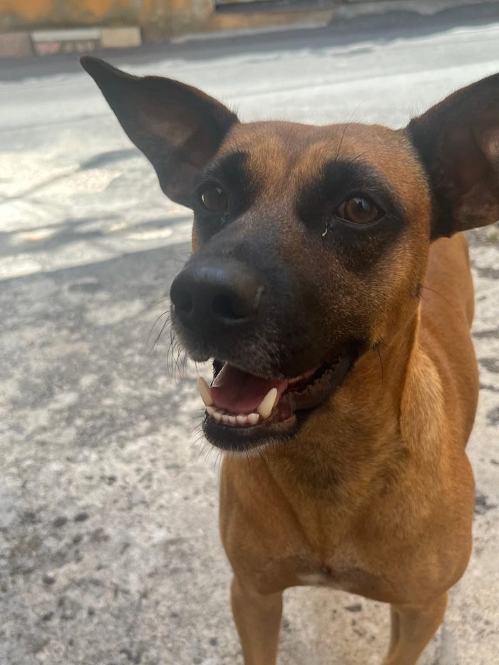 SOS stallo adozione Coby splendido cagnolino di 13 kg