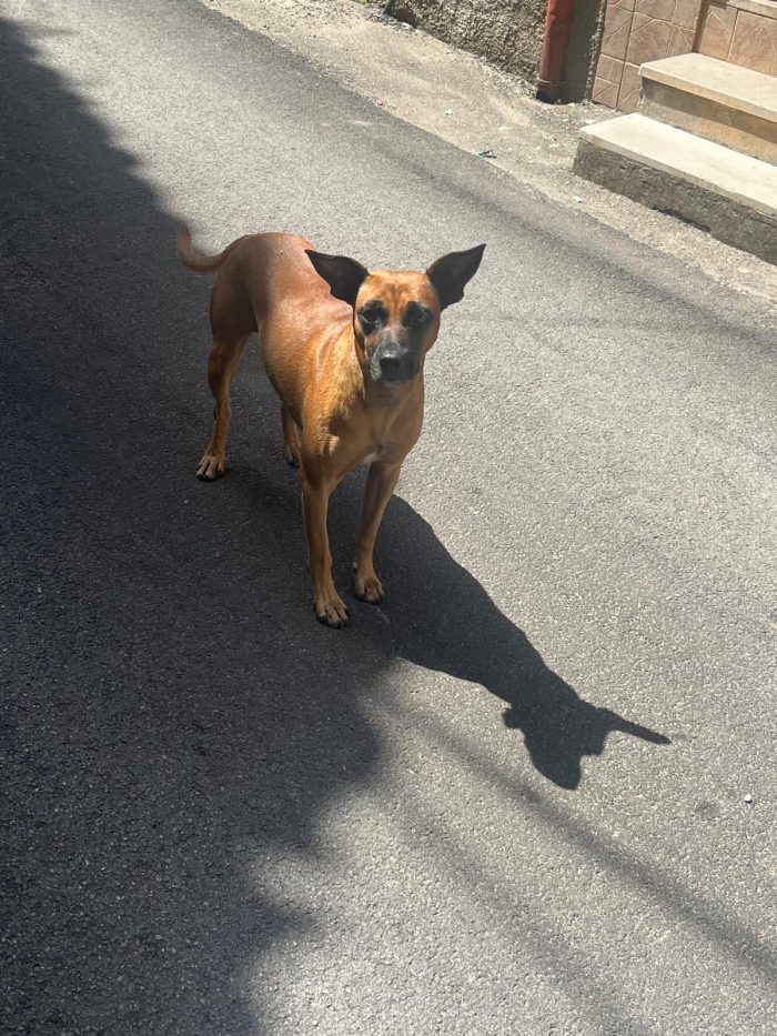 SOS stallo adozione Coby splendido cagnolino di 13 kg