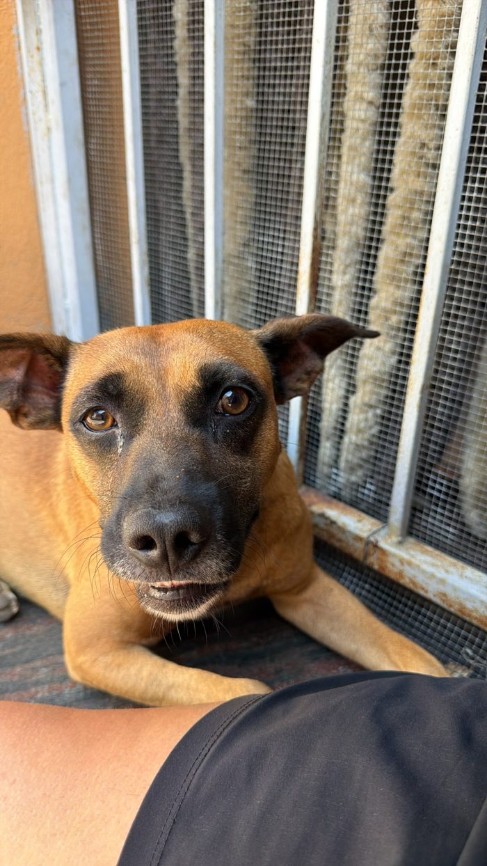 SOS stallo adozione Coby splendido cagnolino di 13 kg - media 6