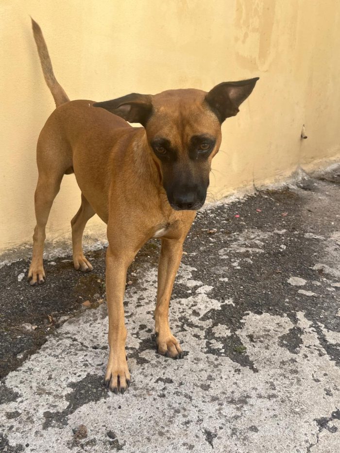 SOS stallo adozione Coby splendido cagnolino di 13 kg - media 4
