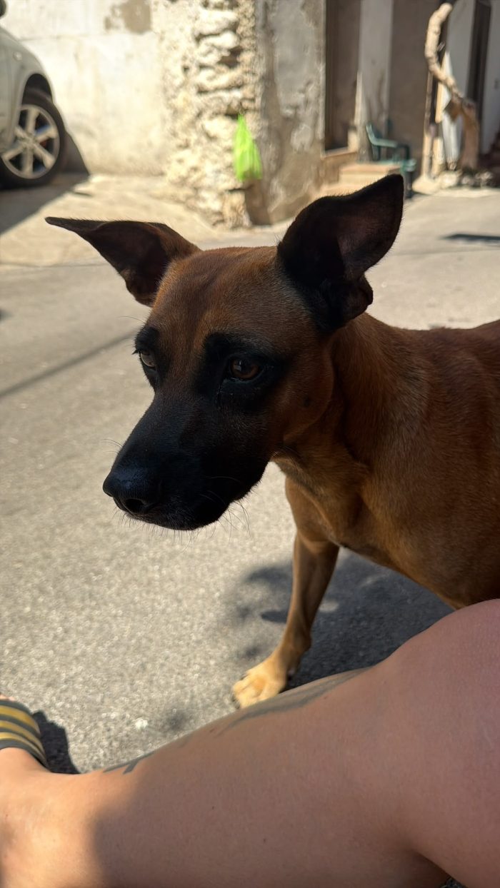 SOS stallo adozione Coby splendido cagnolino di 13 kg - media 5
