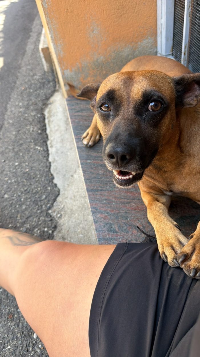 SOS stallo adozione Coby splendido cagnolino di 13 kg - media 7