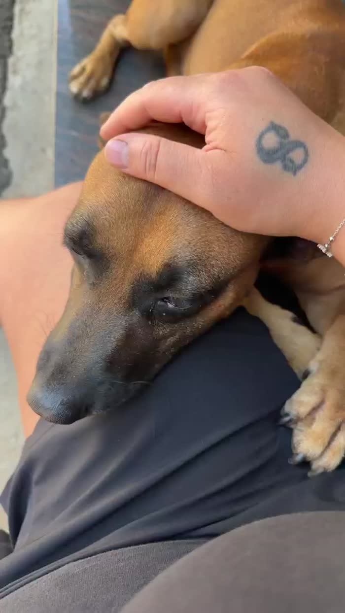 SOS stallo adozione Coby splendido cagnolino di 13 kg - media 9