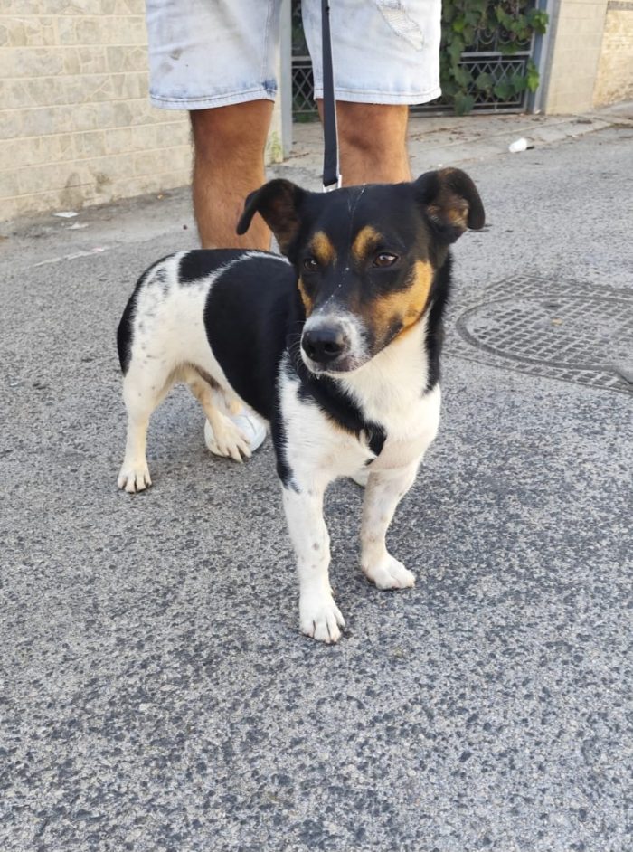 mix Jack Russell 3 anni
