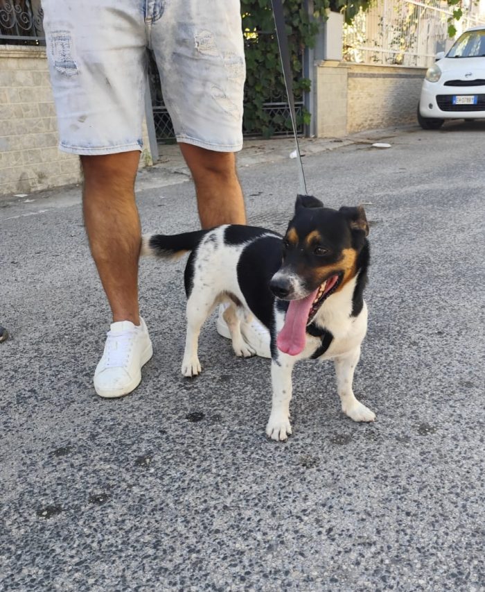 mix Jack Russell 3 anni
