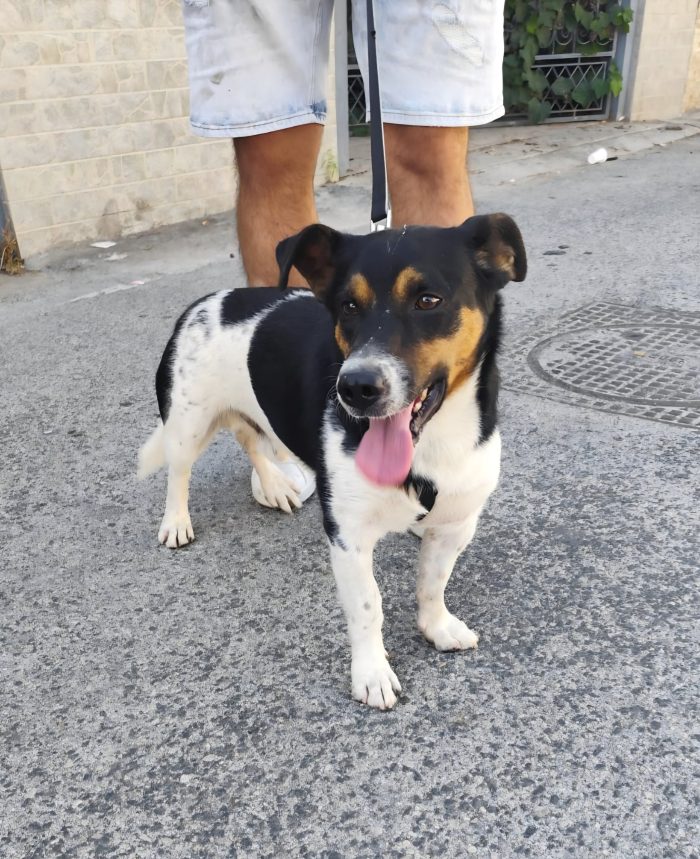 mix Jack Russell 3 anni