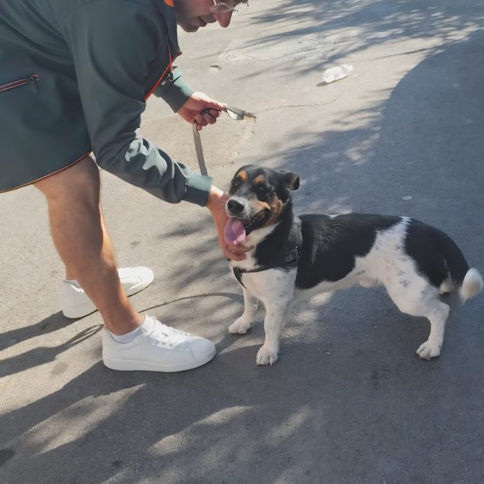 mix Jack Russell 3 anni - media 4