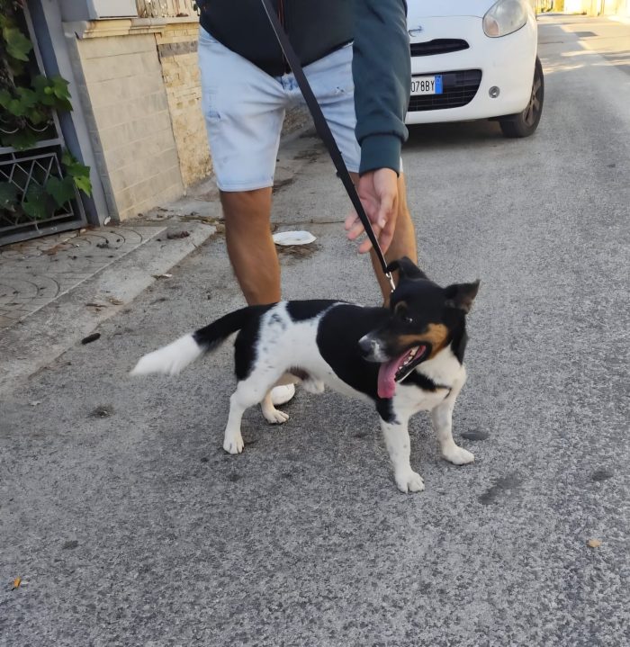 mix Jack Russell 3 anni - media 5