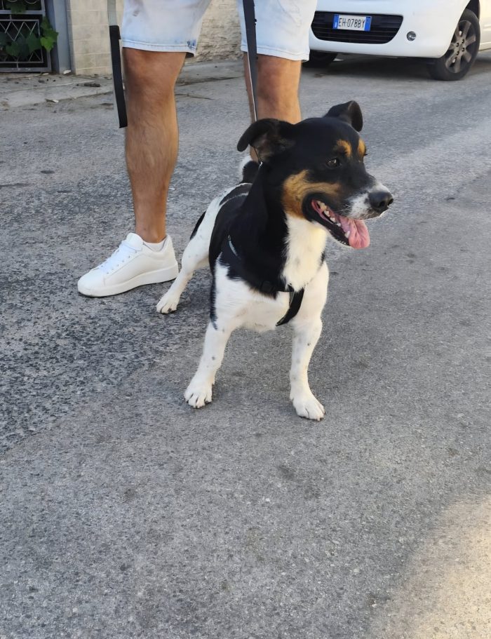mix Jack Russell 3 anni - media 6