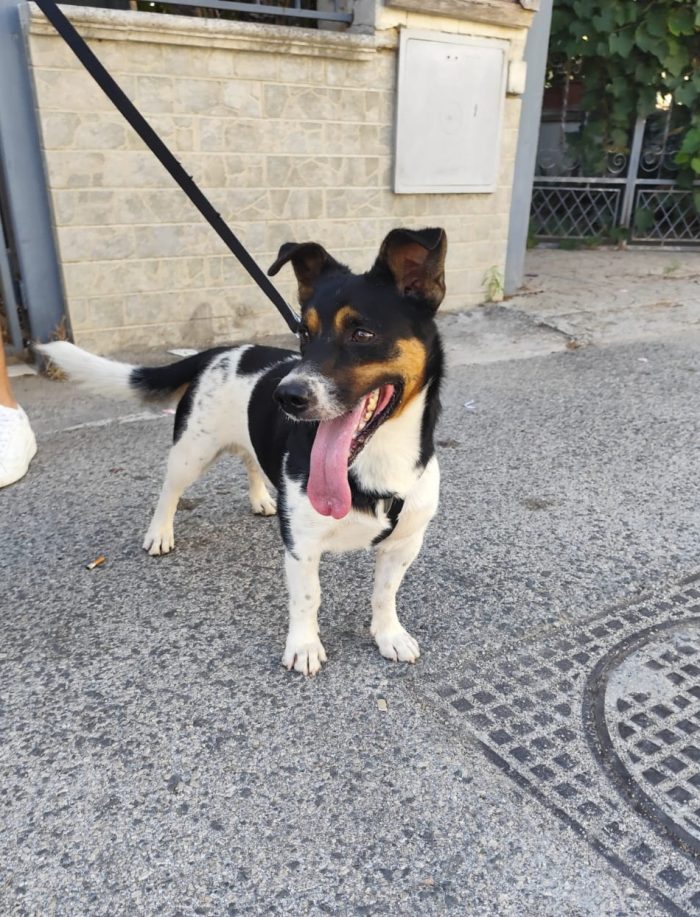 mix Jack Russell 3 anni - media 7