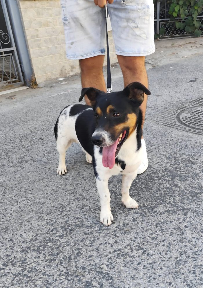 mix Jack Russell 3 anni - media 9