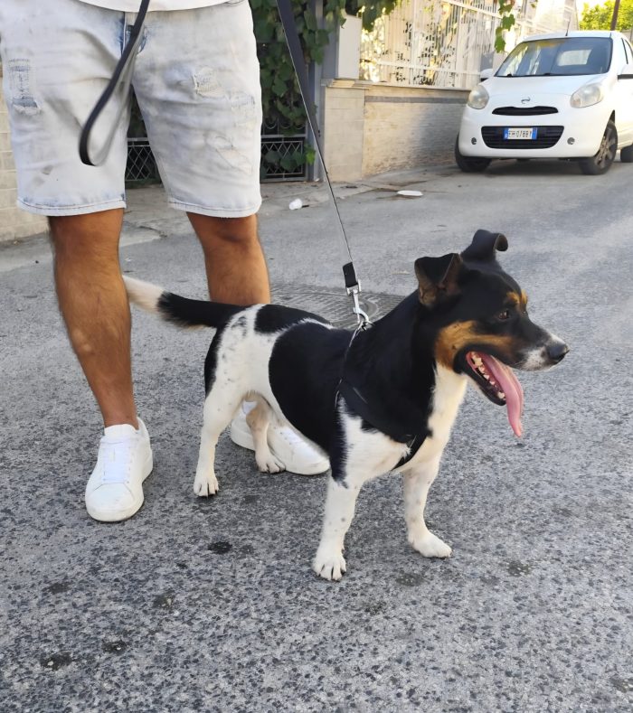 mix Jack Russell 3 anni - media 8