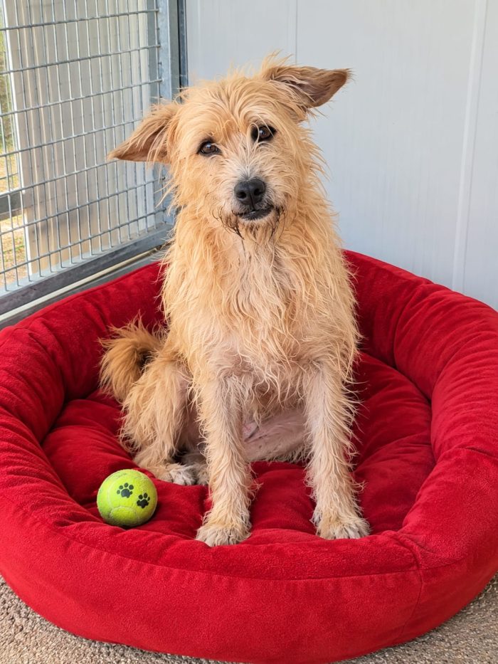 2mix yorkini 4 e 7anni tg piccola finiti in canile.Adozione separata.CAGLIARI
