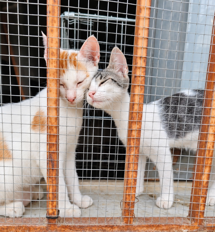 Luna e Radù cercano casa insieme