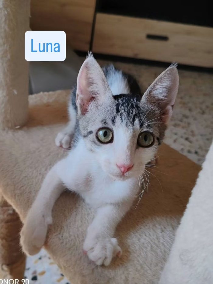 Luna e Radù cercano casa insieme - media 4