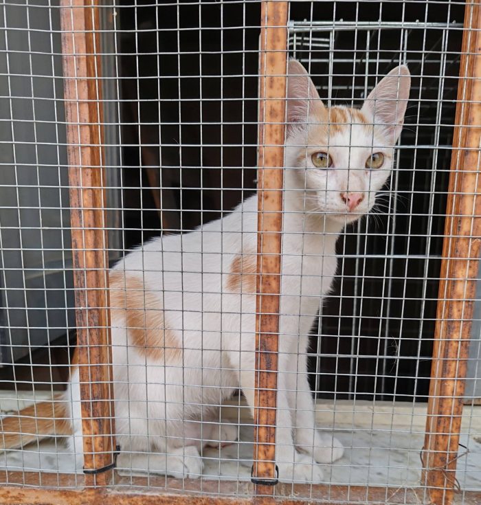 Luna e Radù cercano casa insieme - media 5