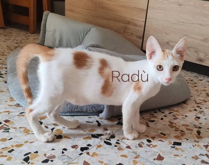 Luna e Radù cercano casa insieme