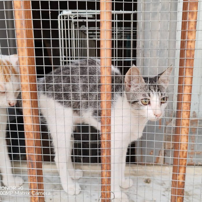 Luna e Radù cercano casa insieme - media 6
