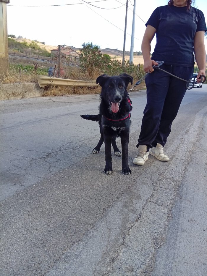 IUKY  un dolcissimo compagno per la vita
