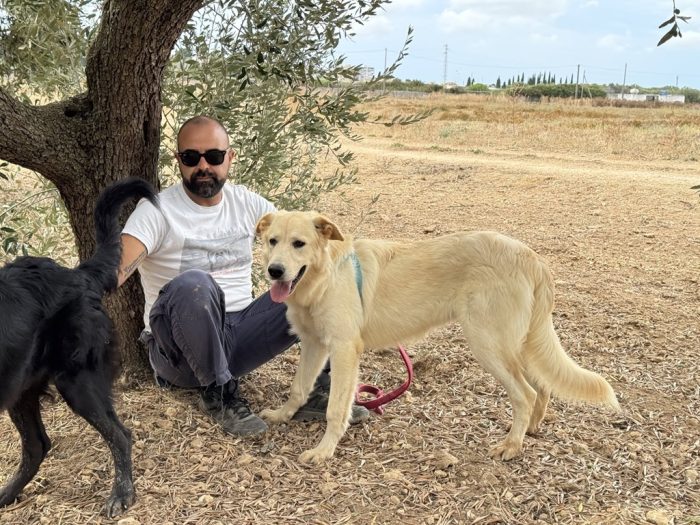 Kuma il simil golden che merita di più