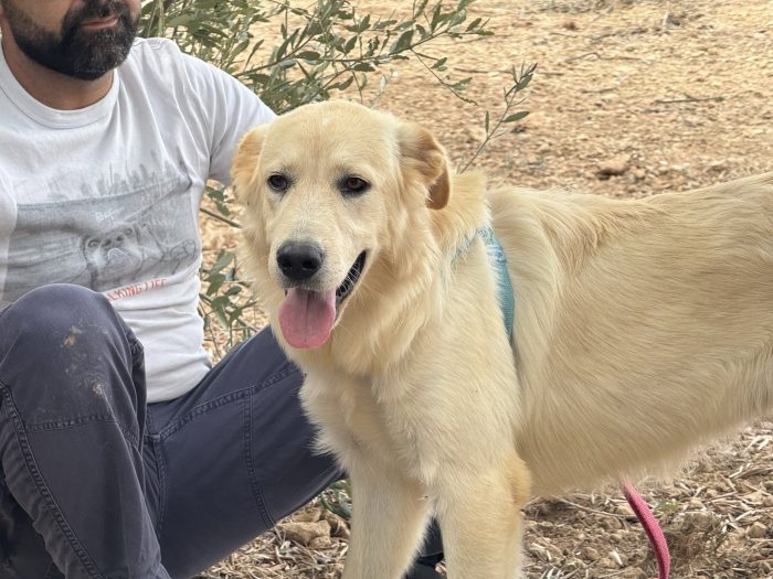 Kuma il simil golden che merita di più - media 4