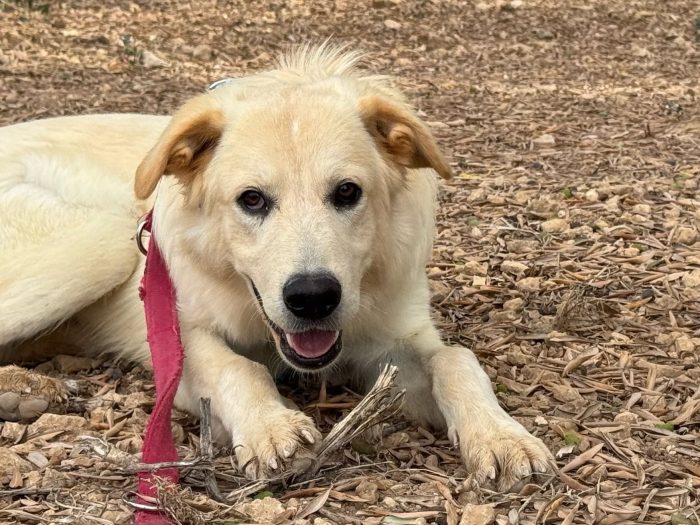 Kuma il simil golden che merita di più