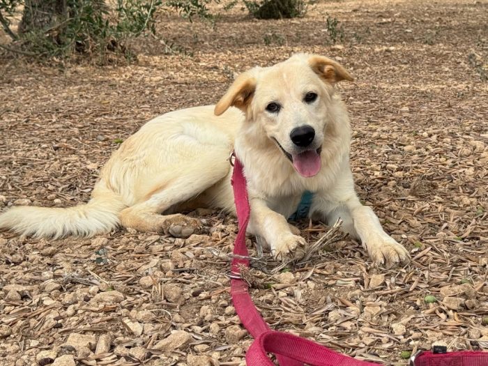 Kuma il simil golden che merita di più