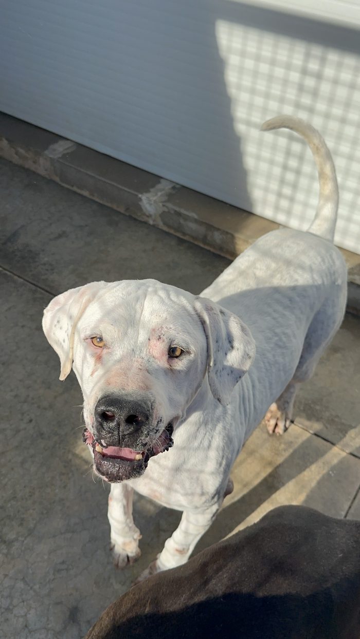 Alan dolcissimo dogo argentino cerca casa