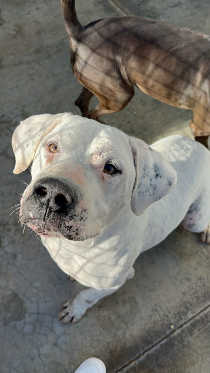Alan dolcissimo dogo argentino cerca casa