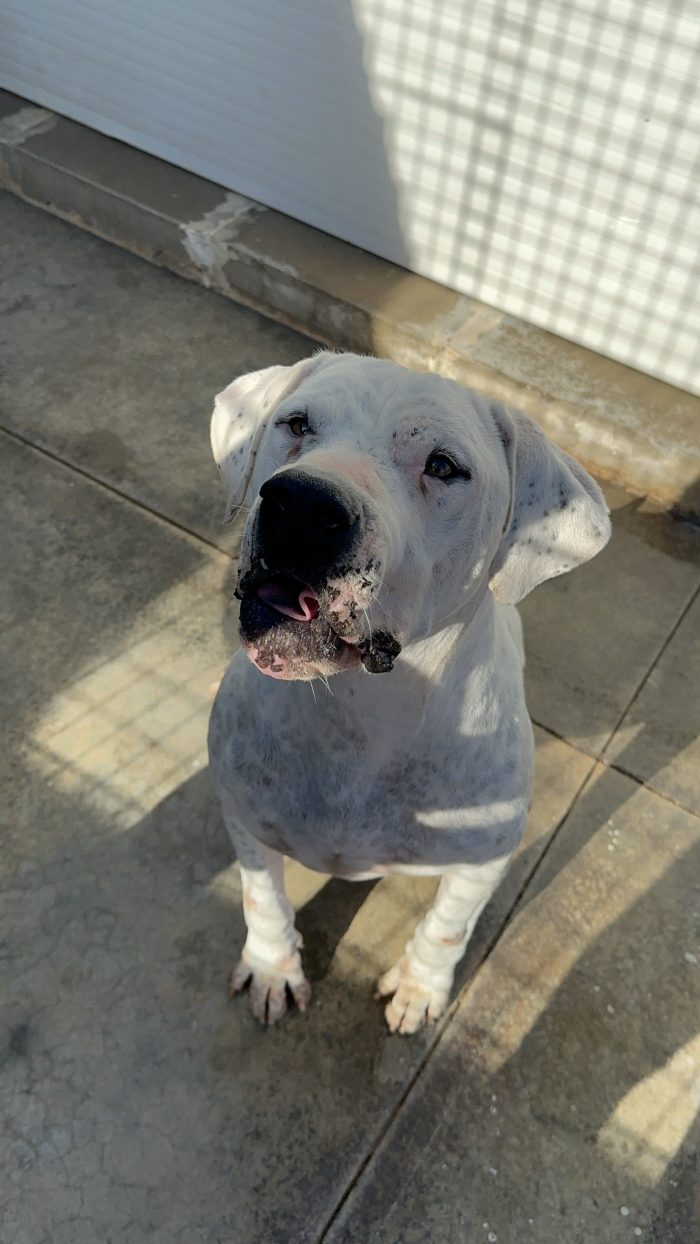Alan dolcissimo dogo argentino cerca casa