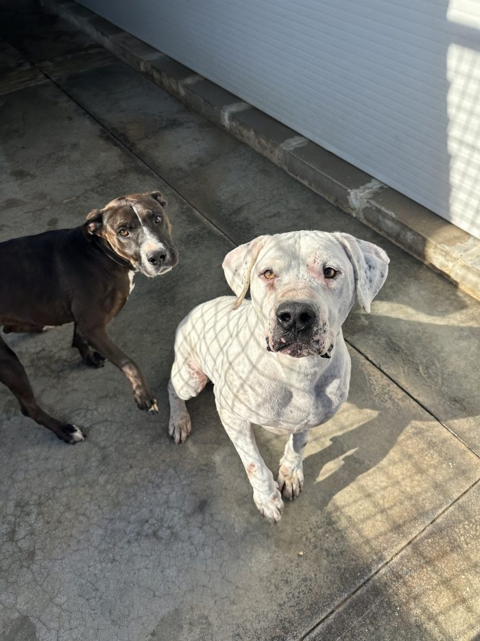Alan dolcissimo dogo argentino cerca casa - media 5