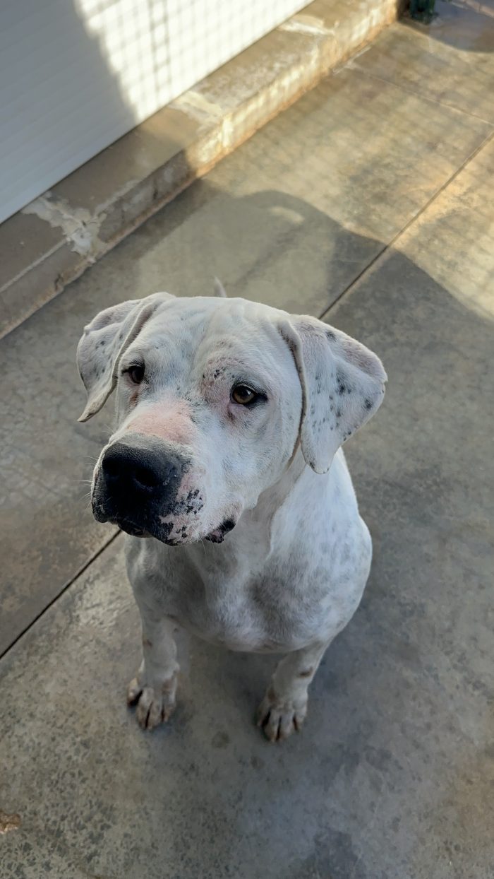 Alan dolcissimo dogo argentino cerca casa - media 7