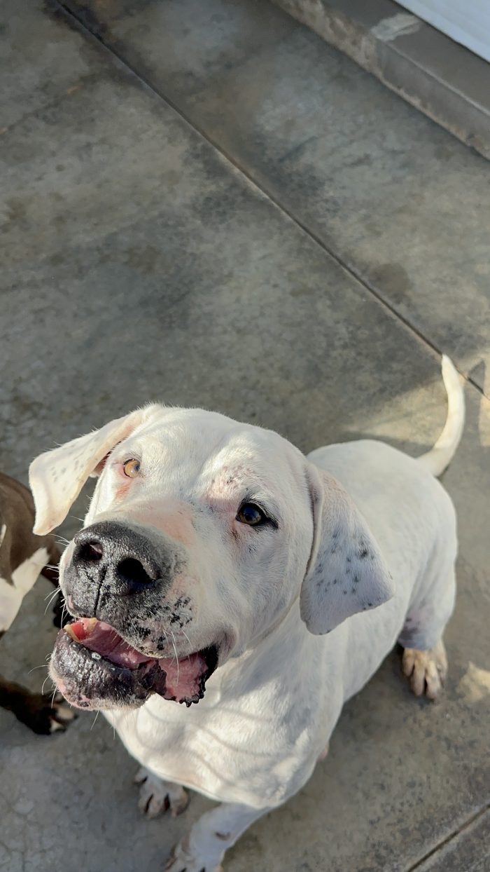 Alan dolcissimo dogo argentino cerca casa - media 6