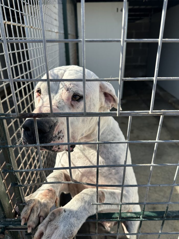 Alan dolcissimo dogo argentino cerca casa - media 8