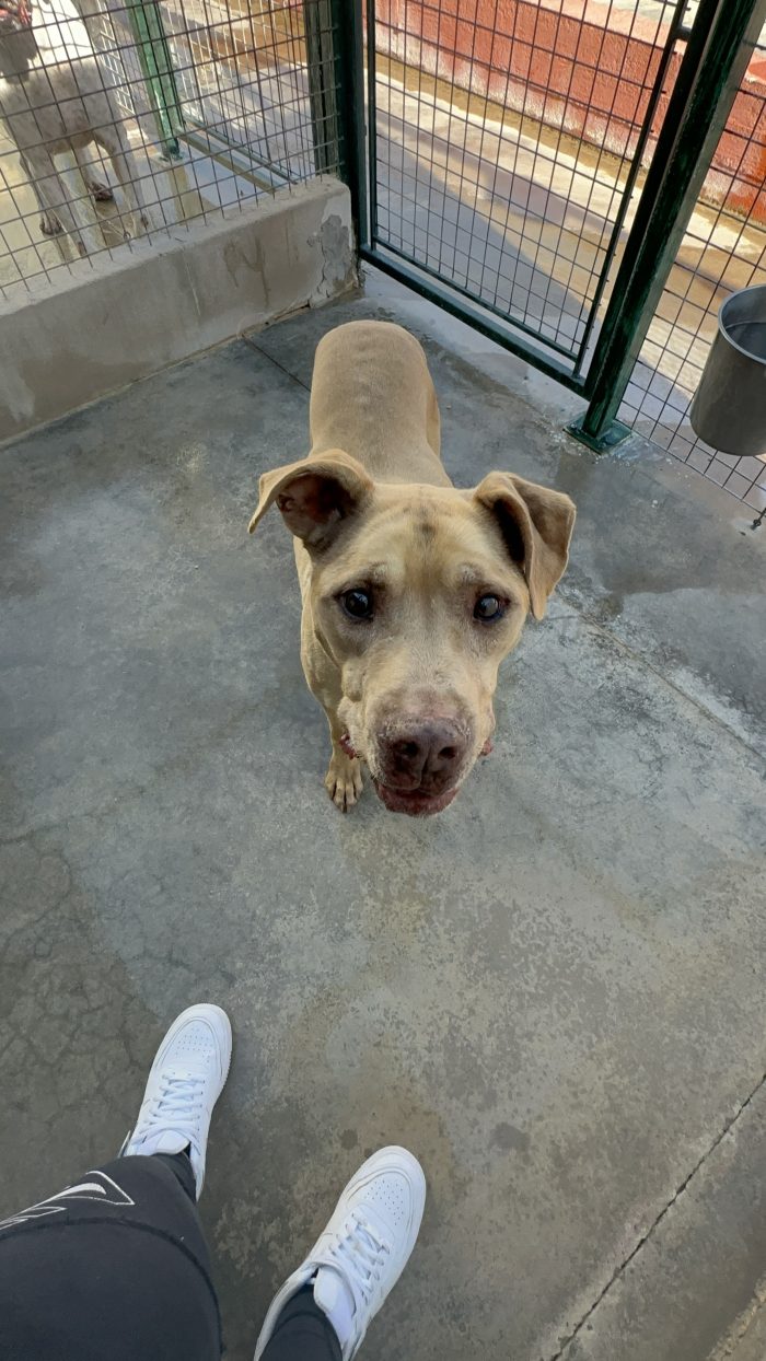 Red dolcissimo simil pitbull