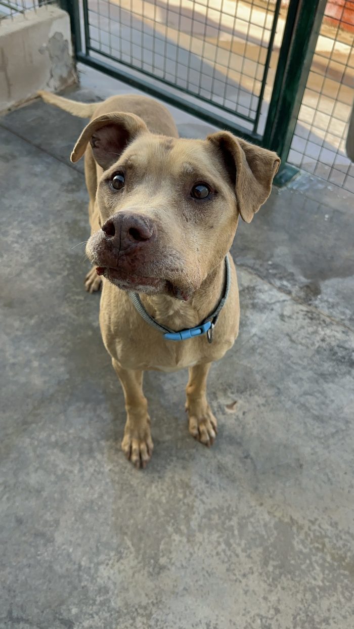 Red dolcissimo simil pitbull