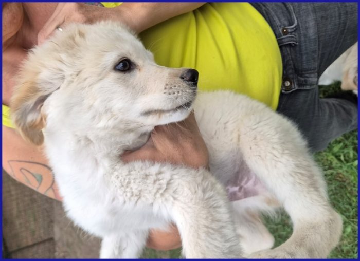 HUMMUS DOLCE CUCCIOLO 2 MESI, BUONISSIMO E COCCOLONE CERCA MAMMA UMANA! - media 4