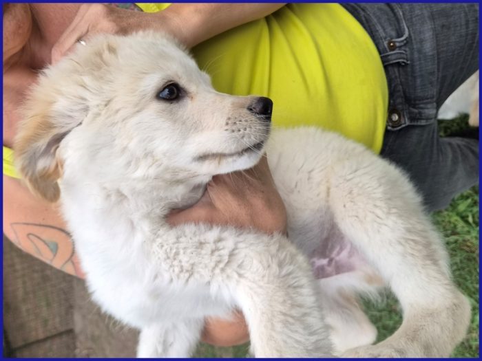 HUMMUS DOLCE CUCCIOLO 2 MESI, BUONISSIMO E COCCOLONE CERCA MAMMA UMANA! - media 9