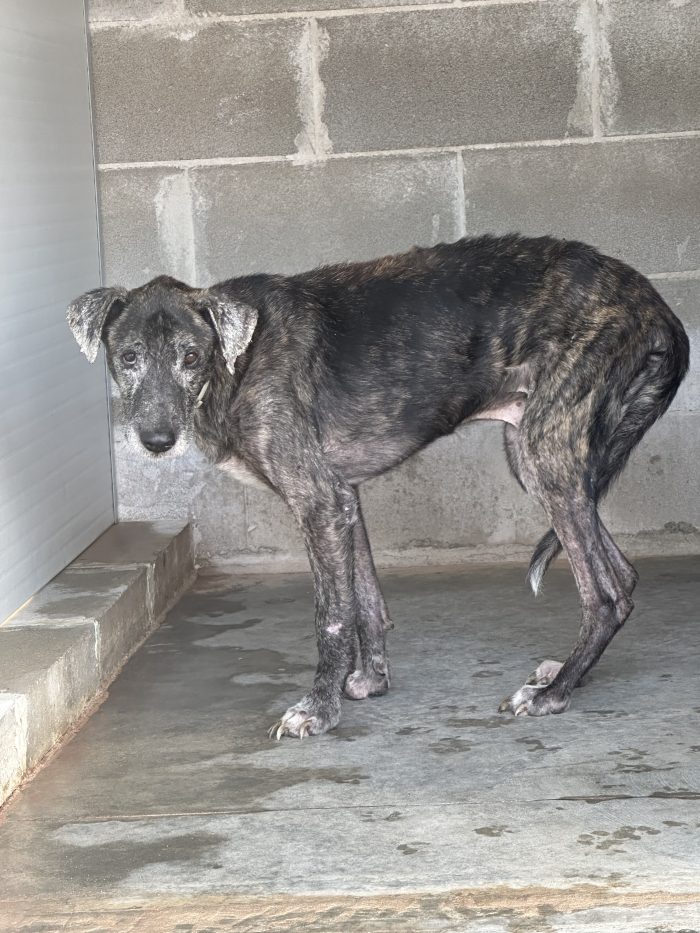 Romeo 13 anni ed una vita ad aspettare una 🏡❤️‍🩹