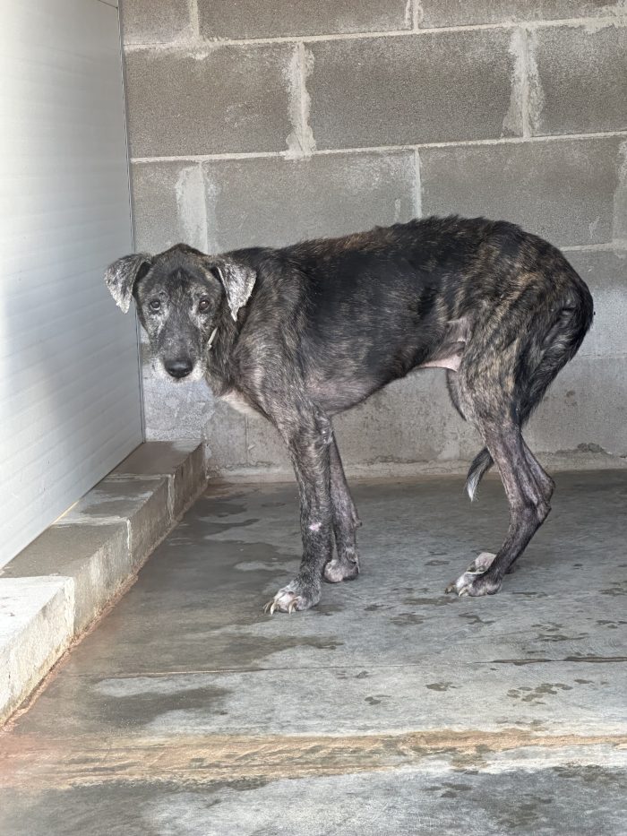Romeo 13 anni ed una vita ad aspettare una 🏡❤️‍🩹