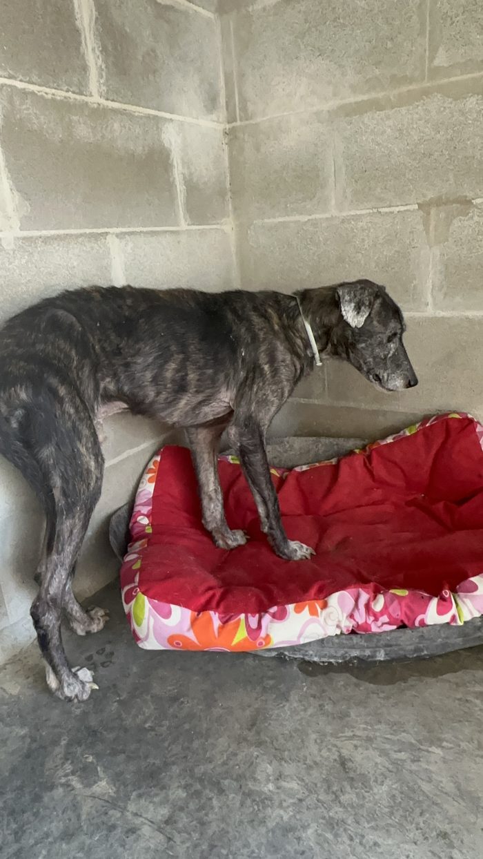 Romeo 13 anni ed una vita ad aspettare una 🏡❤️‍🩹 - media 4