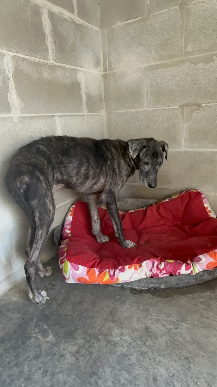 Romeo 13 anni ed una vita ad aspettare una 🏡❤️‍🩹