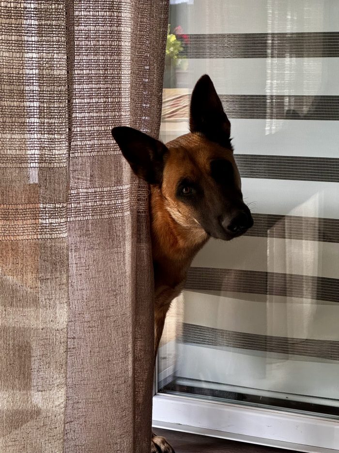 Athena, bellissima Malinois di 18 mesi, cerca una nuova famiglia
