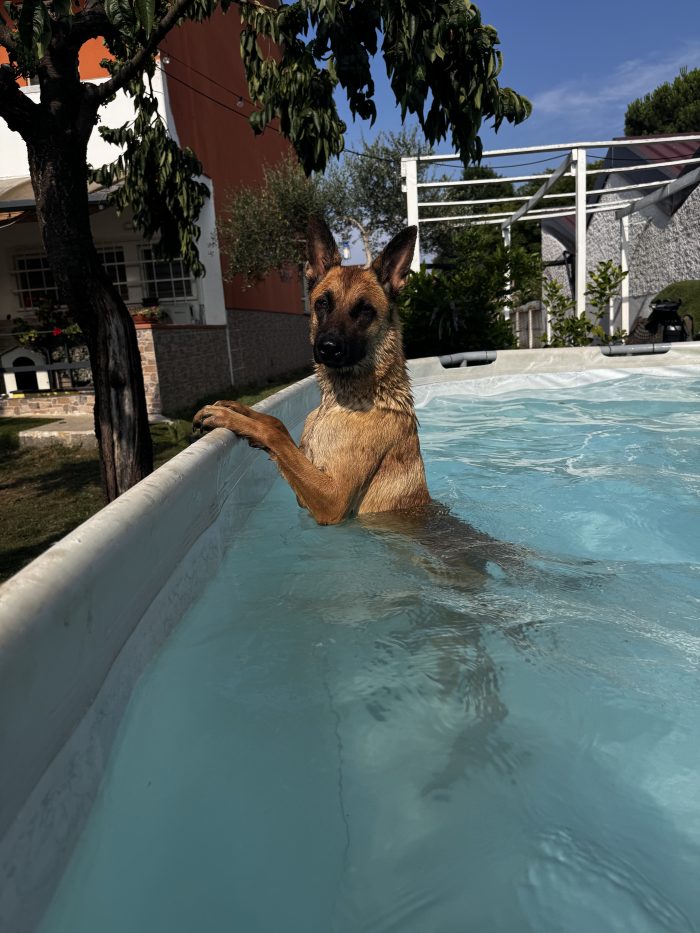 Athena, bellissima Malinois di 18 mesi, cerca una nuova famiglia