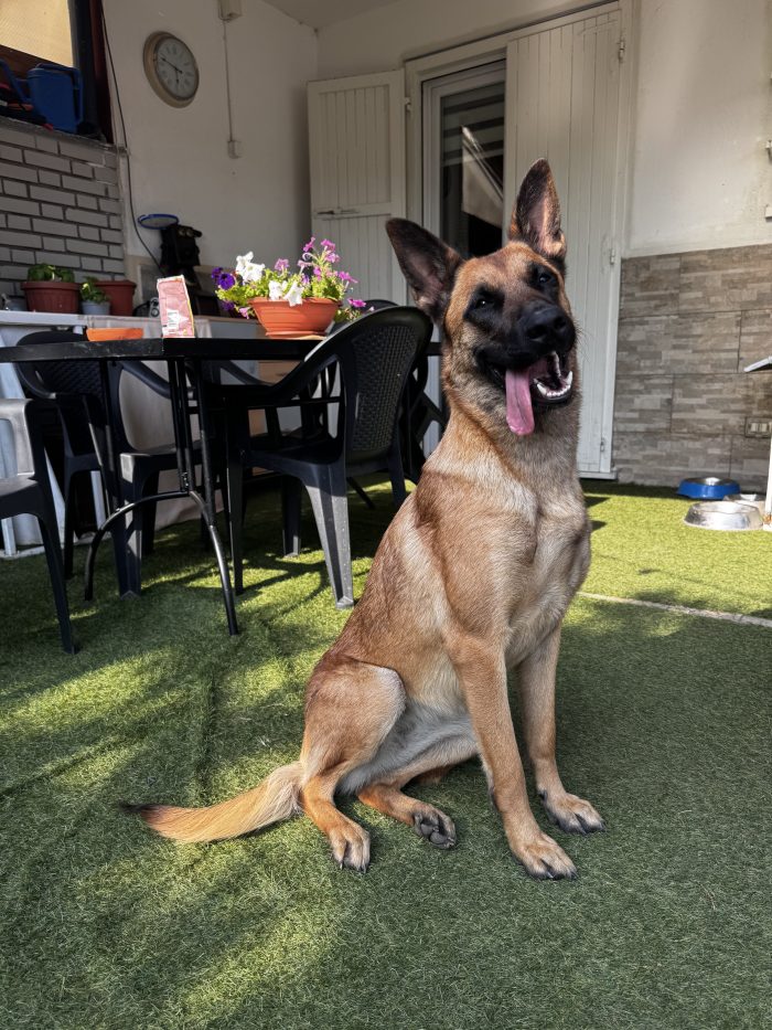 Athena, bellissima Malinois di 18 mesi, cerca una nuova famiglia