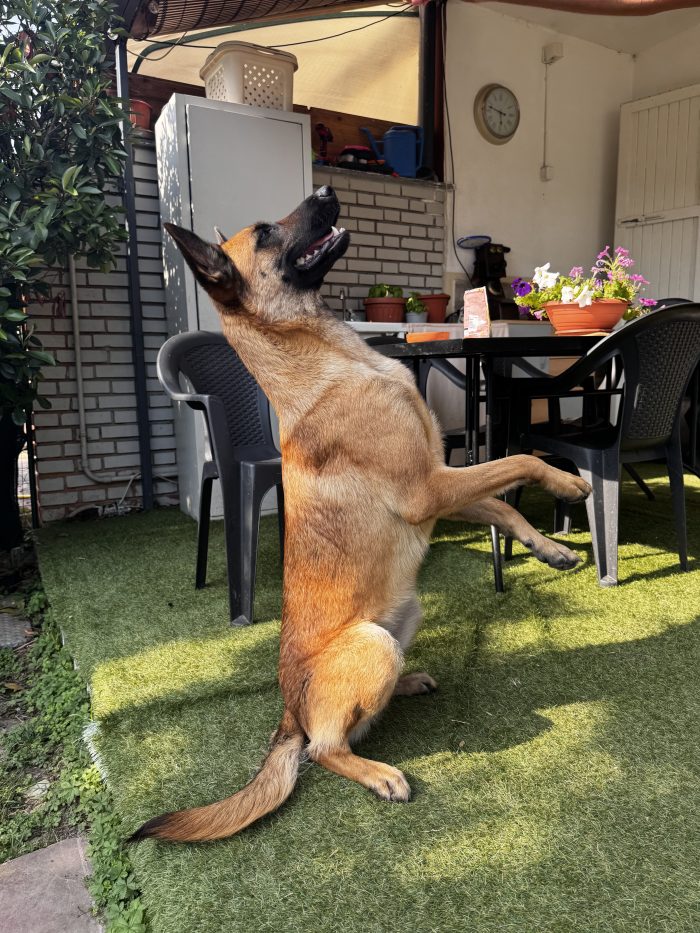 Athena, bellissima Malinois di 18 mesi, cerca una nuova famiglia - media 4