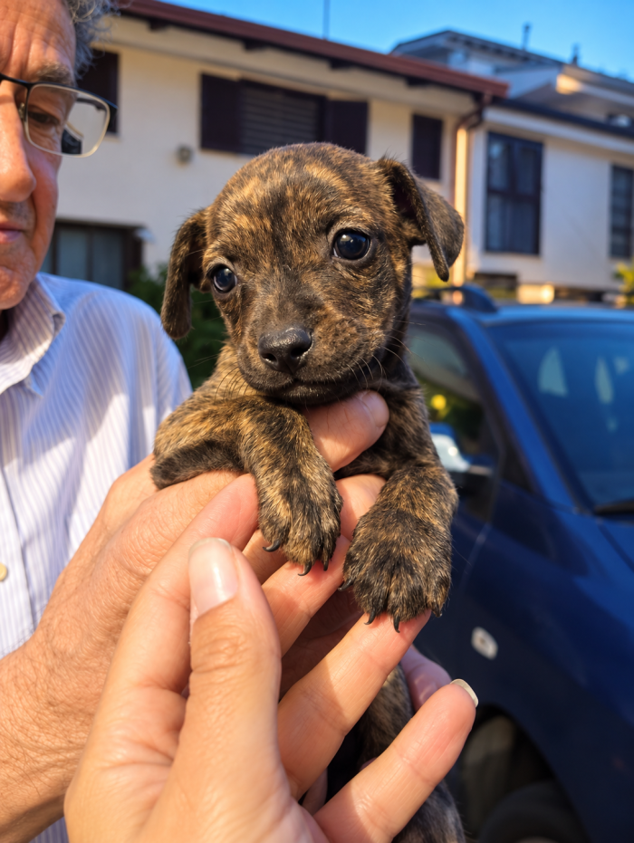 Tigro, taglia piccola! (10kg)