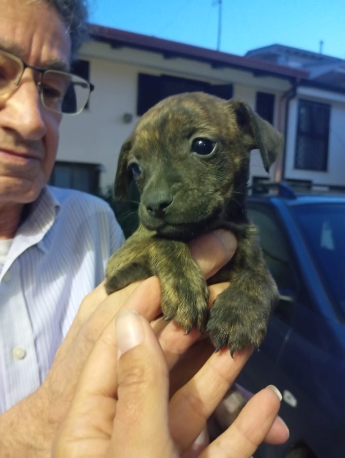 Tigro, taglia piccola! (10kg)