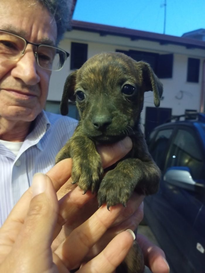 Tigro, taglia piccola! (10kg)